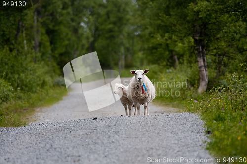 Image of sheep on road