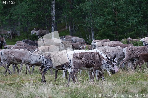 Image of reindeer herd