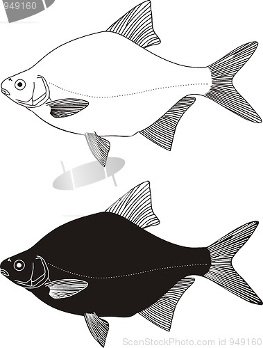 Image of Freshwater fish - bream