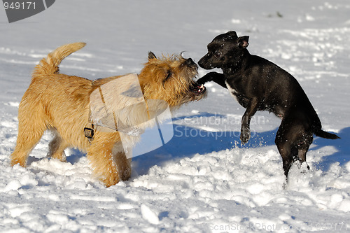 Image of Two dogs playing