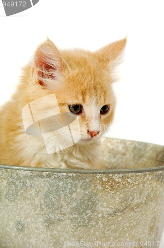 Image of Kitten in bucket