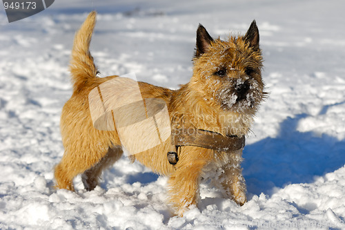Image of Dog in snow