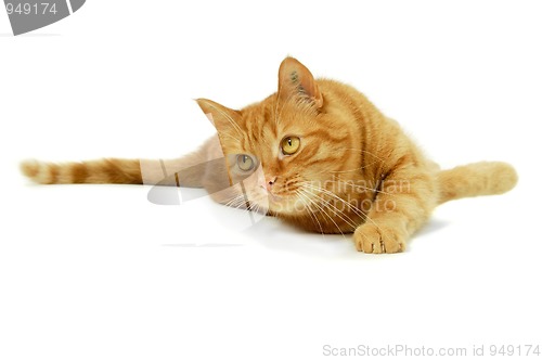 Image of Red cat
