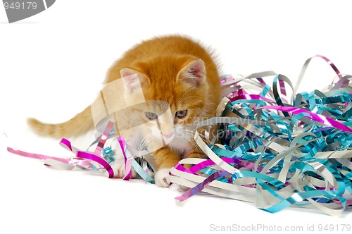 Image of Kitten and confetti