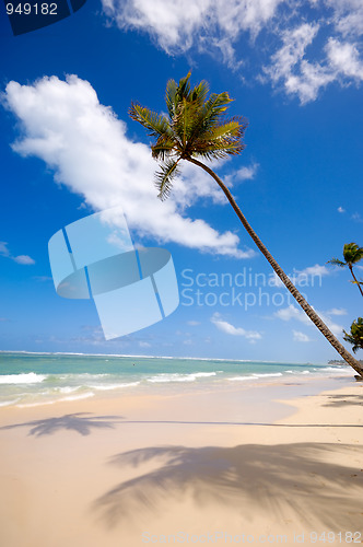 Image of Beach and palm