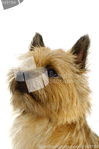 Image of Dog on white background