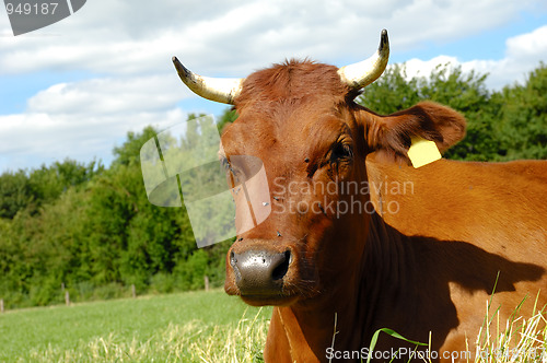 Image of Cow face