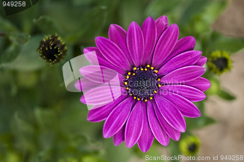 Image of Purple Flowers in Tuscany