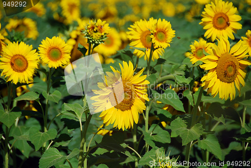 Image of Sunflowers Meadow, Tuscany