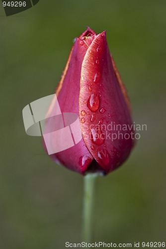 Image of Red Tulip