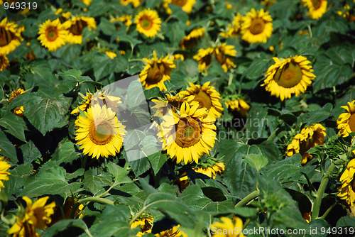 Image of Sunflowers Meadow, Tuscany