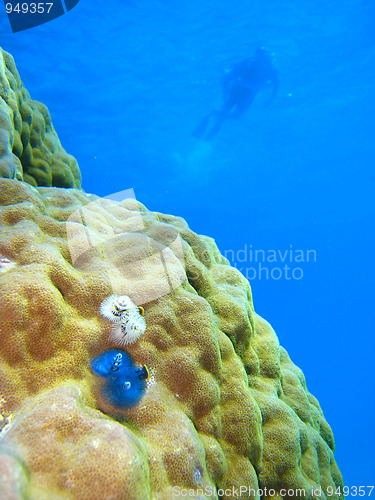 Image of Underwater Scene of Great Barrier Reef