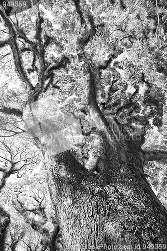 Image of Textures of Bearded Mossman Trees, Australia