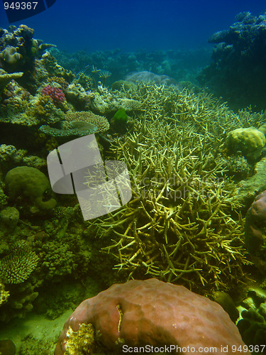 Image of Underwater Scene of Great Barrier Reef