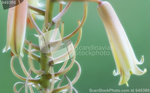 Image of Flowers Macro
