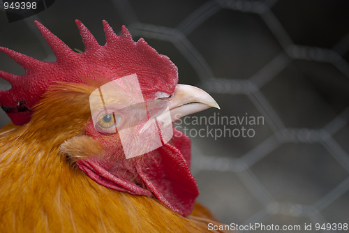 Image of Orange Cock