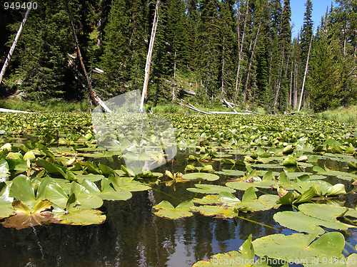 Image of Isa Lake in Yellowstone National Park