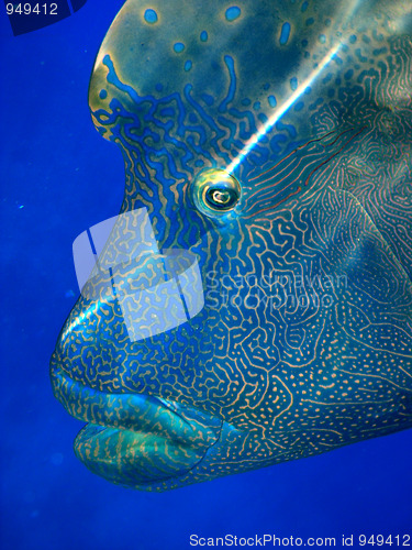 Image of Humphead Maori Wrasse, Australia