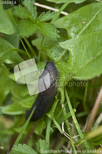 Image of Slug in a Garden, Italy