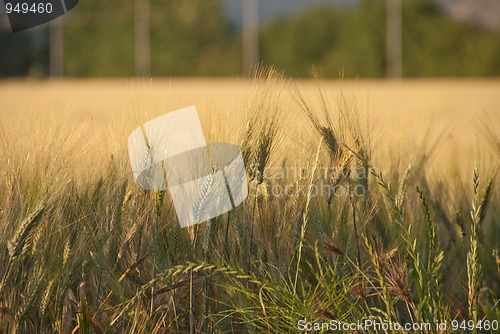 Image of Cornfield in Tuscany Countryside