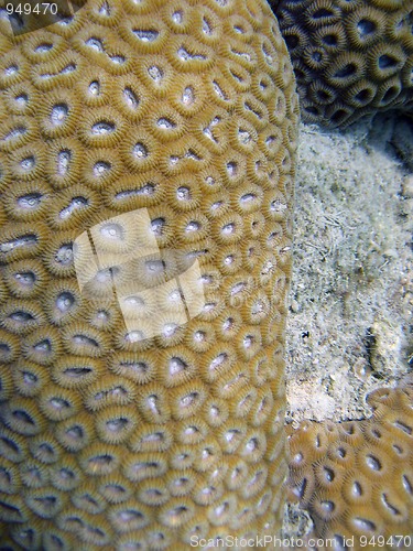 Image of Underwater Life of Great Barrier Reef