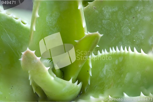 Image of Cactus Macro