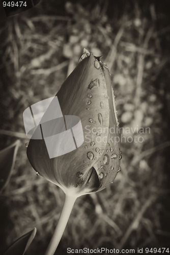 Image of Tulip on a Tuscan Garden, Italy