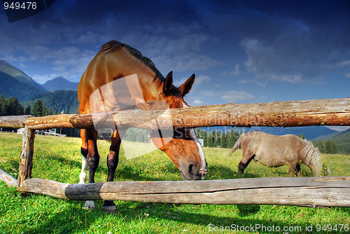 Image of Horses, Dolomites, Italy, August 2007