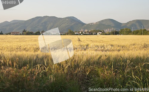Image of Cornfield in Tuscany Countryside
