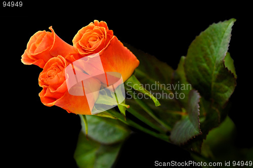 Image of Roses 1a