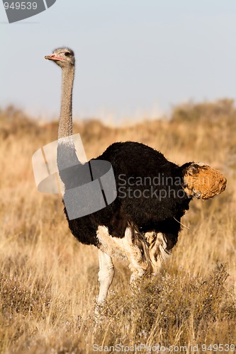 Image of Male Ostrich