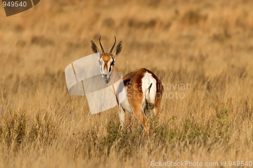 Image of Male Springbuck