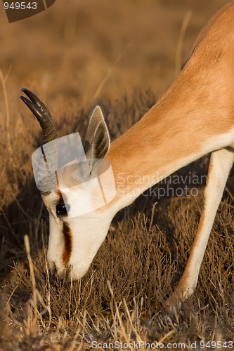 Image of Male Springbuck