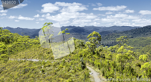 Image of tasmania rain forest