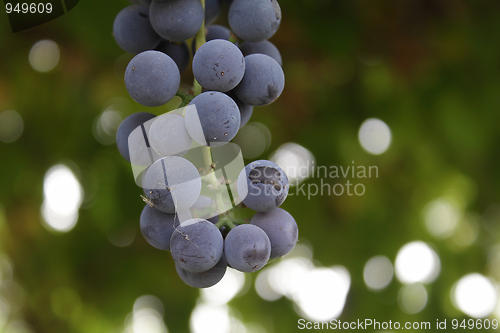 Image of Blue grapes in the garden