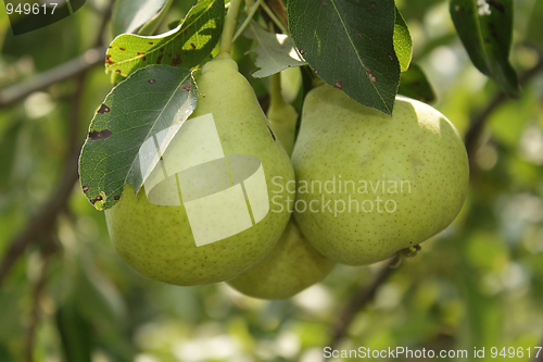 Image of Three pears in the garden