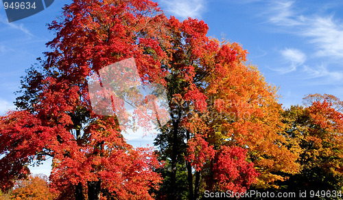 Image of Autumn in Canada No3  (Red Maple)