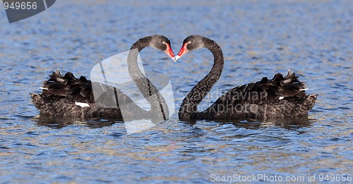 Image of black swan