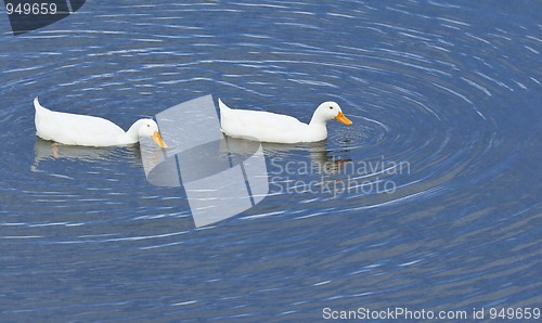 Image of white ducks