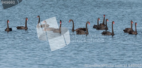 Image of black swan