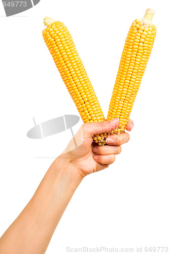 Image of Two ears of corn