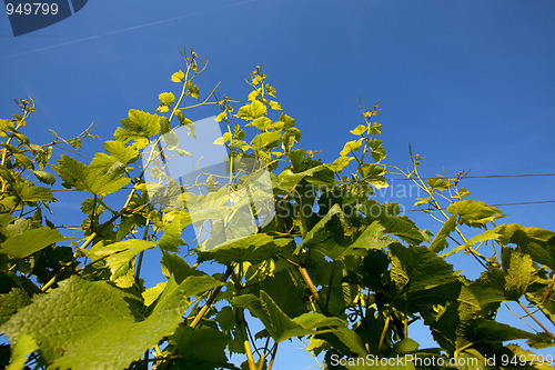 Image of Vineyard in Southwest Germany