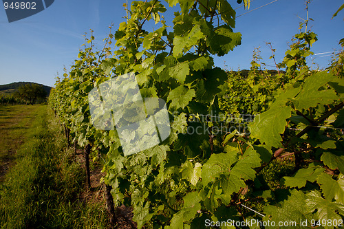 Image of Vineyard in Southwest Germany