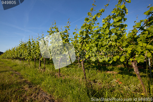 Image of Vineyard in Southwest Germany