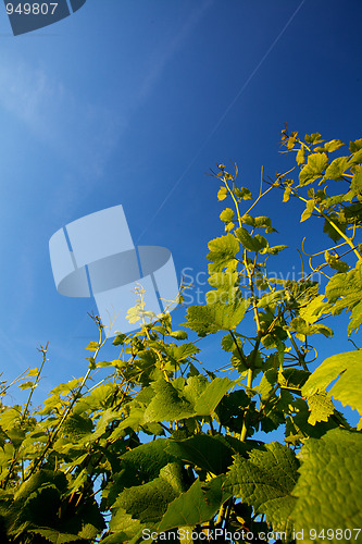 Image of Vineyard in Southwest Germany