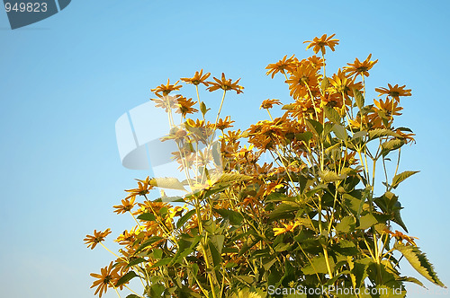 Image of yellow flowers