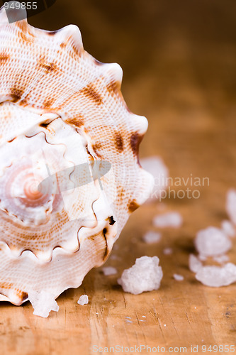 Image of seashell and salt
