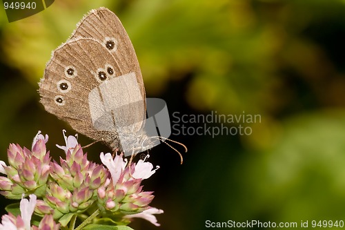 Image of Brown butterfly