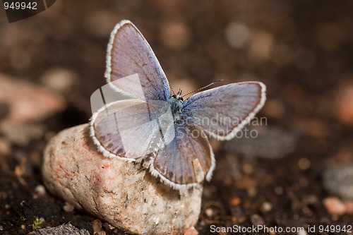 Image of Blue butterfly