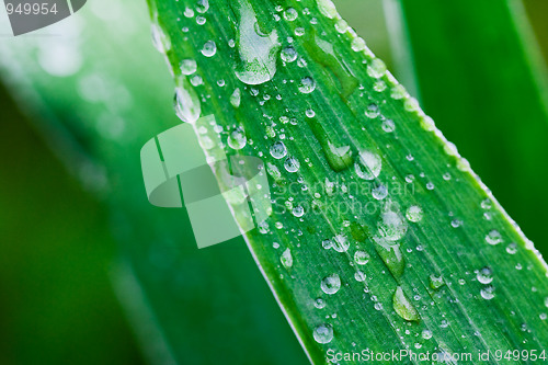 Image of Plants after a rain